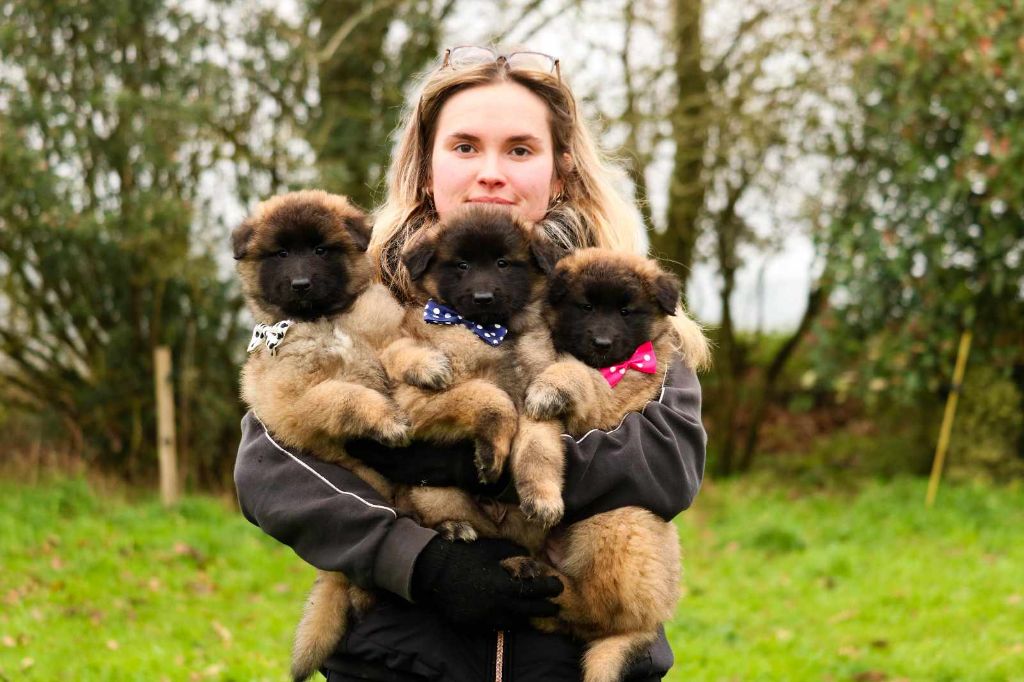 chiot Berger Belge Du Domaine De Noa