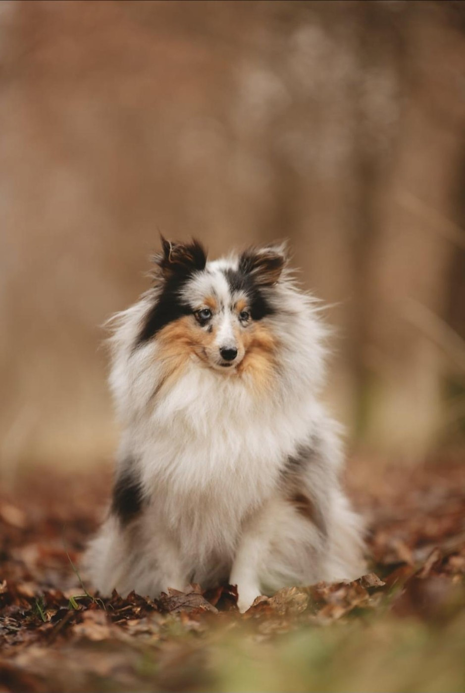 Une Chipie Bleue De la combe berail