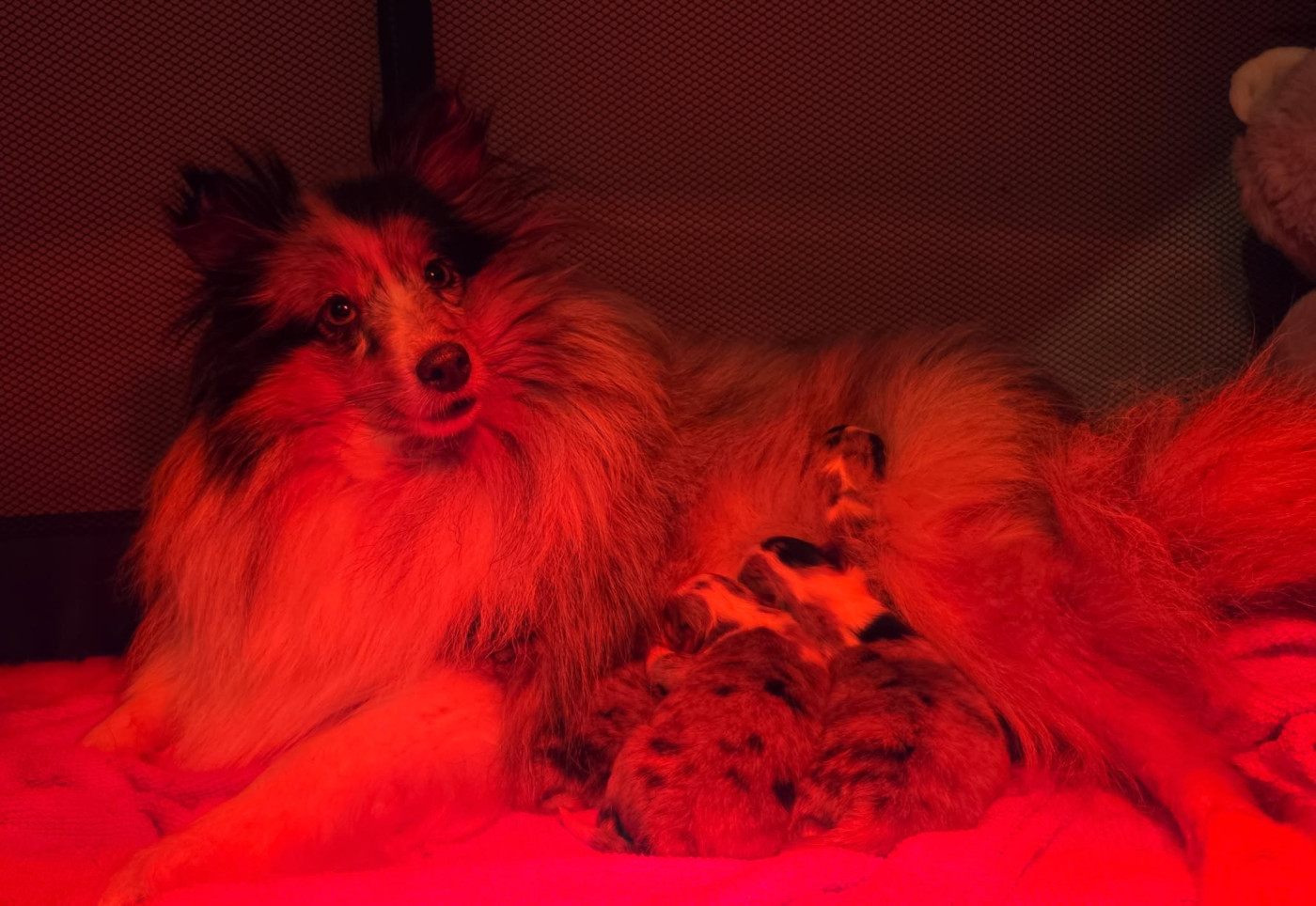 Chiot Shetland Sheepdog Du Domaine De Noa