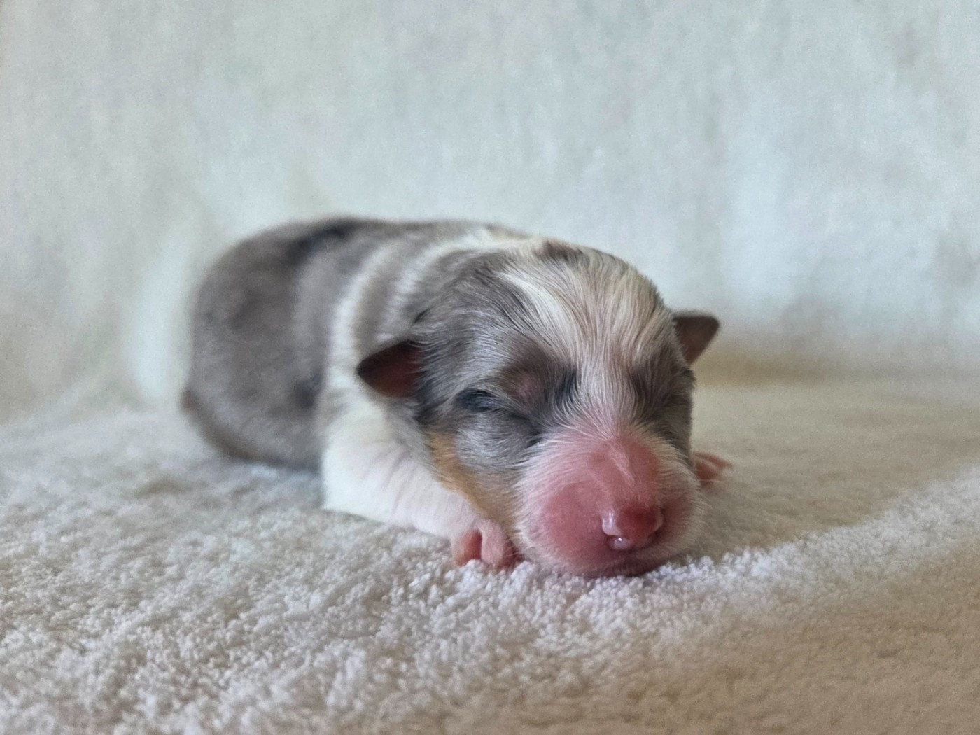 Du Domaine De Noa - Chiots disponibles - Shetland Sheepdog