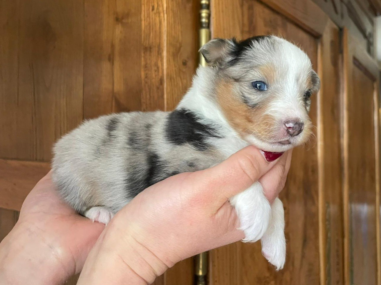 Du Domaine De Noa - Chiots disponibles - Shetland Sheepdog