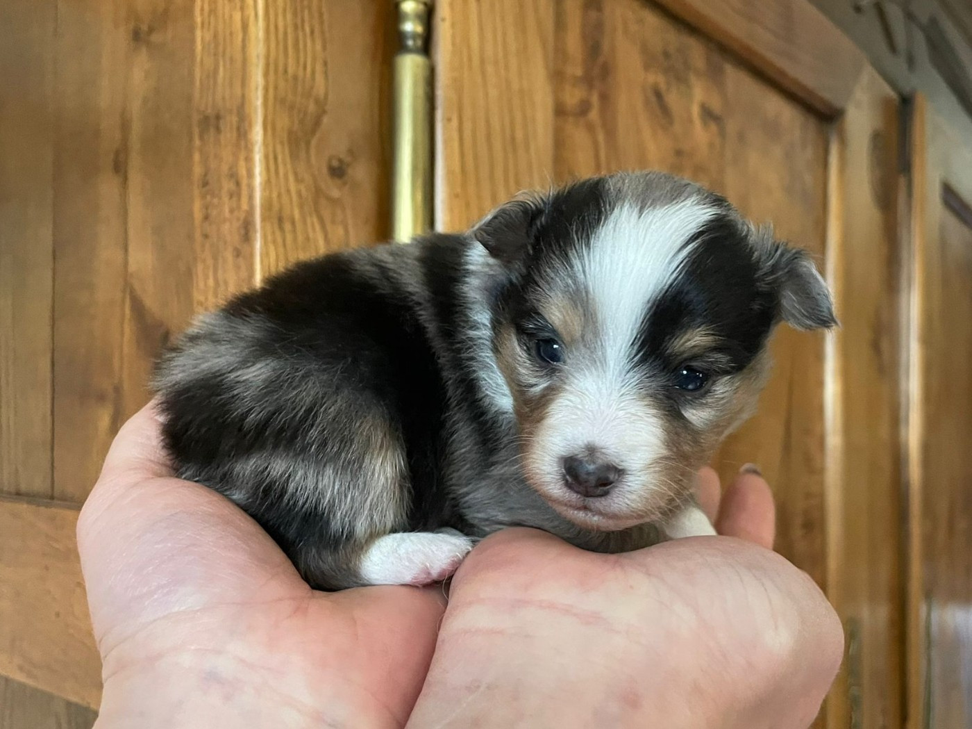 Du Domaine De Noa - Chiots disponibles - Shetland Sheepdog