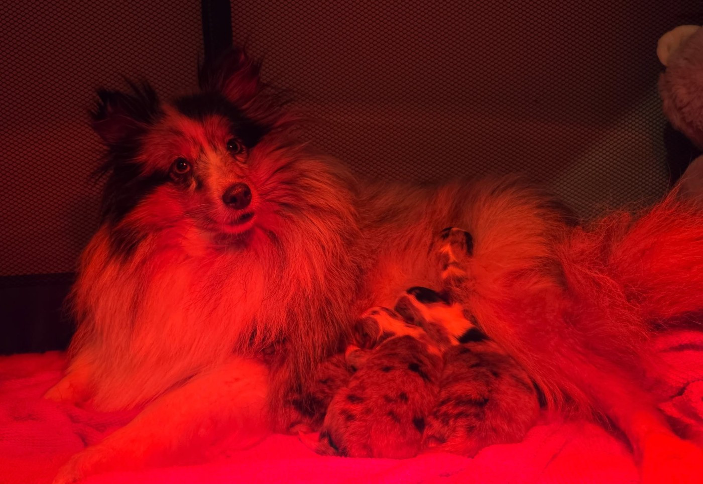 Chiot Shetland Sheepdog Du Domaine De Noa