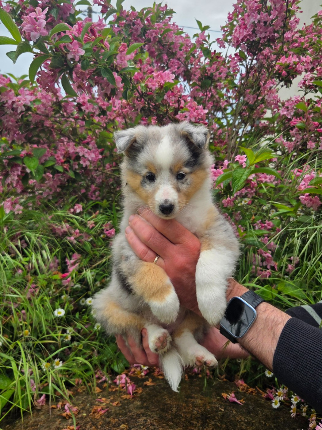 Du Domaine De Noa - Chiots disponibles - Shetland Sheepdog
