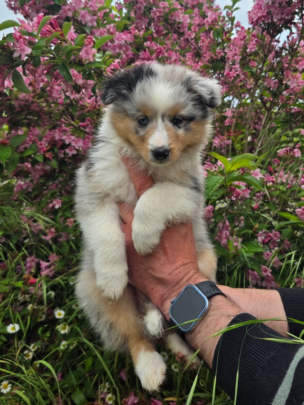 Du Domaine De Noa - Chiots disponibles - Shetland Sheepdog
