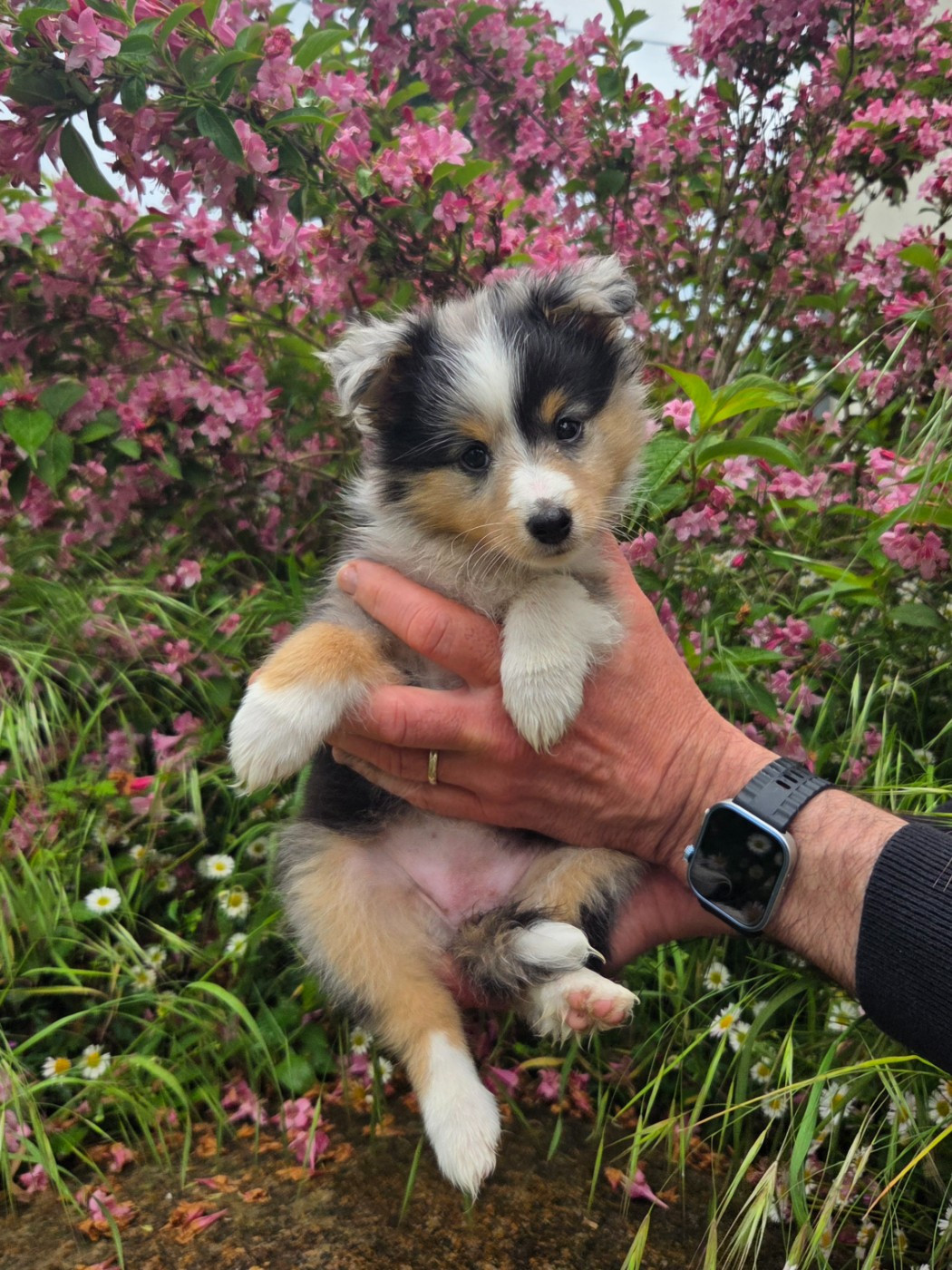Du Domaine De Noa - Chiots disponibles - Shetland Sheepdog